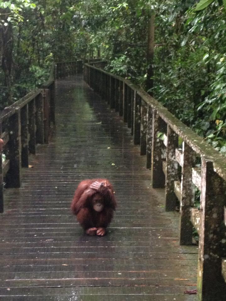 Orangutan covers its head in the rain