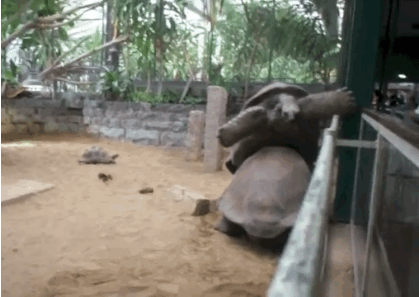 Turtle tries to fly on another turtle