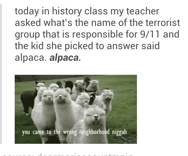 Alpacas did 9/11