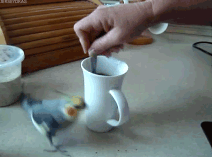 cockatiel loves running around coffee