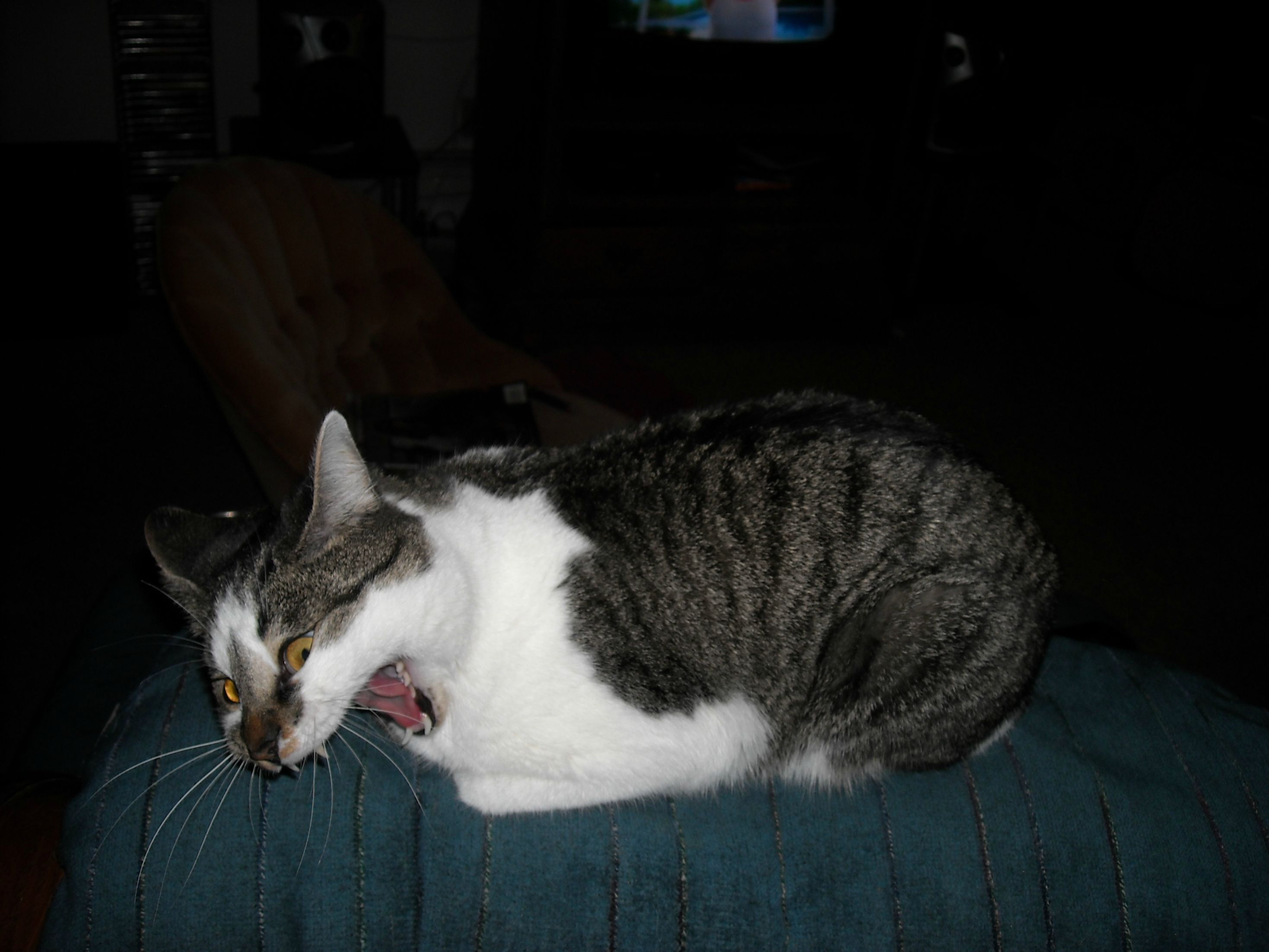 Picture-of-cat-caught-in-mid-sneeze