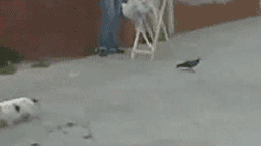 cat gives up after trying to hunt a bird