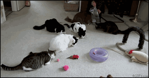 cat-scares-a-group-of-cats.gif