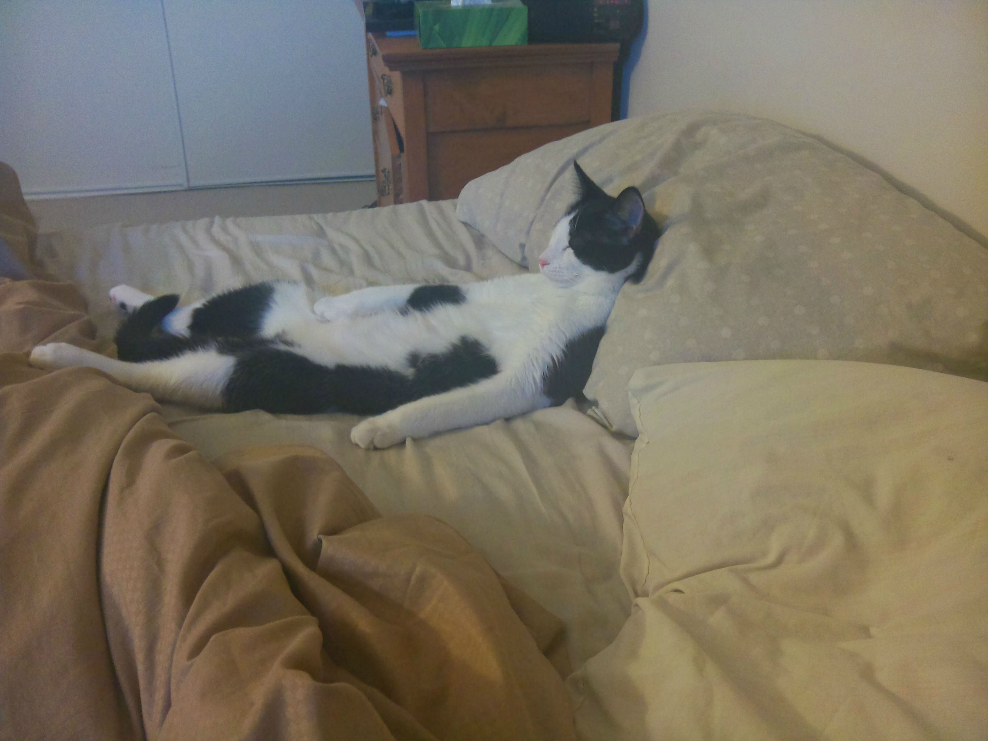 Cat relaxing in a bed like a human