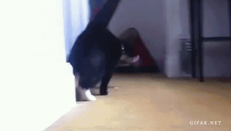 cat rolls onto its back and poses like it's chilling