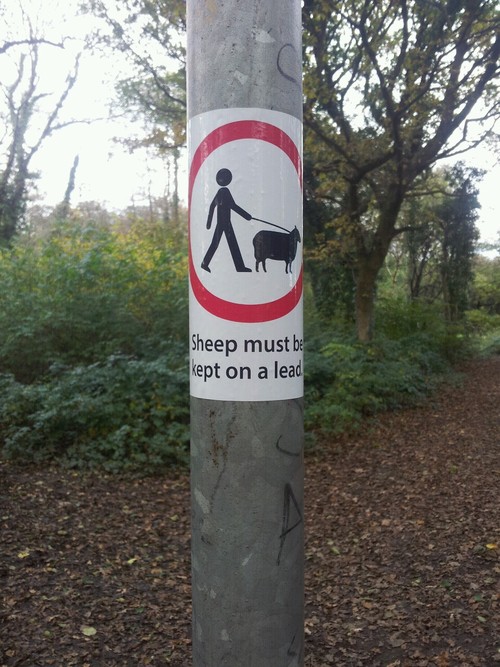 Sign saying sheep must be kept on a lead