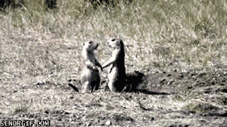 Two prairie dogs kissing gif