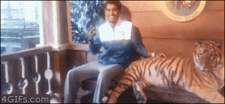 tiger scares away a man