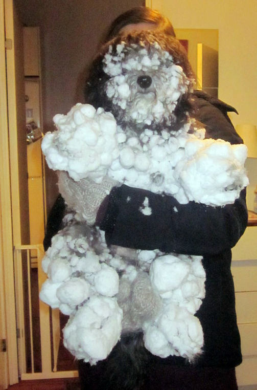 dog covered in snow