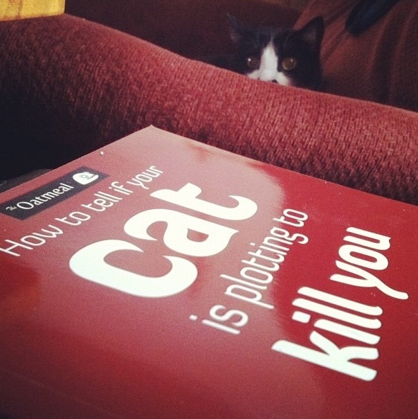 book how to tell if your cat is plotting to kill you with cat in background