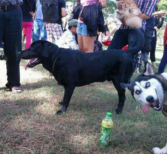 husky dog photobombs a picture