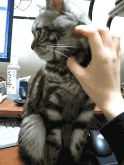 cat stops human petting it