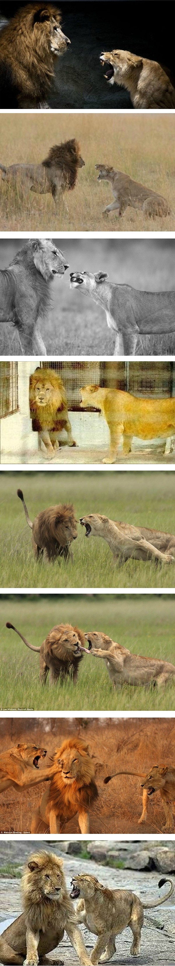 male lion gets abused by his female spouse