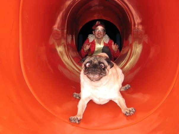 pug riding down a red slide looking like he immediately regrets the decision