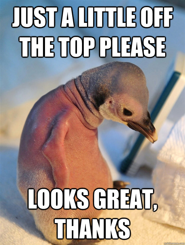 bald penguin meme gets a haircut