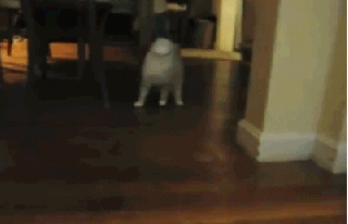 cat walking with a cup on its face