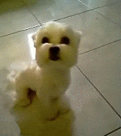 dog lets out a grin on his face