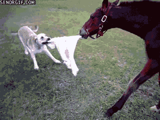dog steals a blanket from a horse and the horse chases after the dog