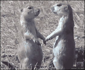 gopher boops another gophers nose