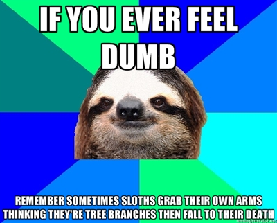 sloth meme if you ever feel dumb just remember that sloths sometimes grab their own arms thinking its a tree branch and fall to their deaths