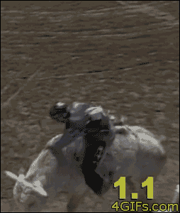 Bull gives a cowboy a boost to a ledge using his horns.