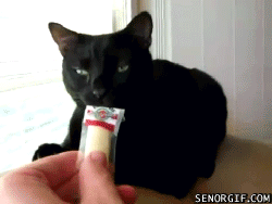 A human holds up a pack of cheese strings up to a black cat's nose. The cat then gags and almost vomits after smelling the expired cheese.