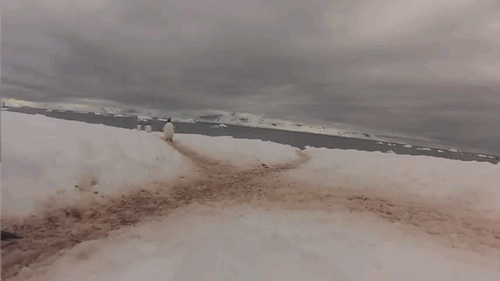 Penguins traversing the antarctic terrain follow traffic regulations. A penguin makes a stop at an intersection and checks both ways for incoming traffic.