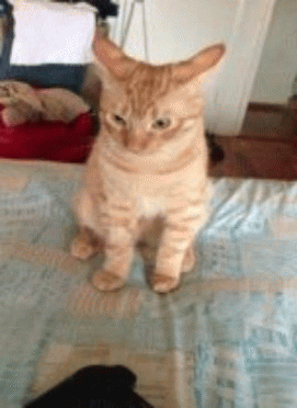 Cat tilts its head back and refuses to listen.