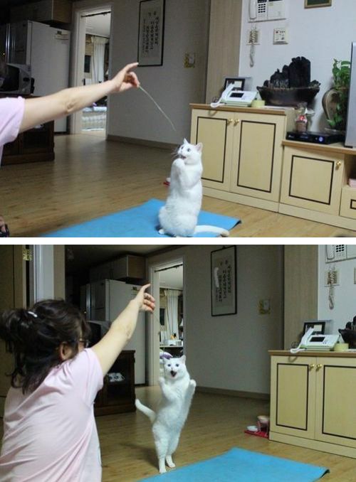 A cat gets very happy upon seeing a thread hanged up in the air by its owner.