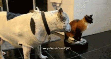 A cat sits atop of a moving roomba and slaps a dog as it moves past him.