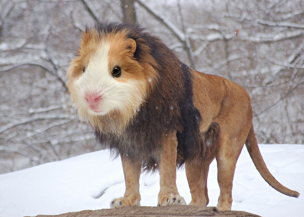 A guinea pig's head is photoshopped onto a lion's body to create the Guinea Lion hybrid.