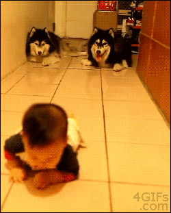 Two husky dogs in the background mock a crawling baby and have a huge grin on their face.