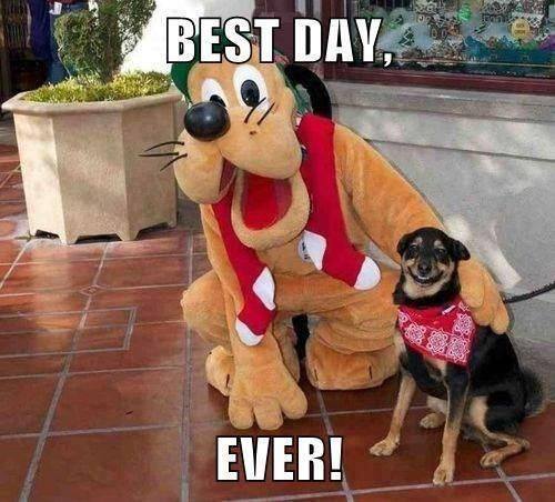 A dog visits disney land and takes a picture with goofy posing besides him. The dog is smiling in the picture.