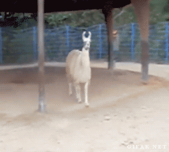 A fabulous Llama raises its head up in the air and walks away from a man trying to feed it.