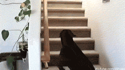 A dog tries walking upstairs only to turn around and walk back down as it sees the cat on top of the steps.