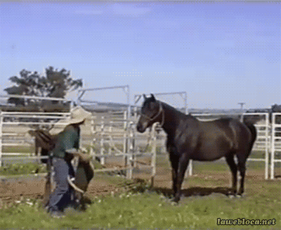 A farmer puts a blanket on a horse's back and the horse bites on it and throws it onto the ground.