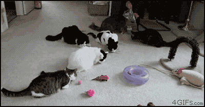 A cat bounces on top of another cat and sets off a cat scare domino effect. One of the cats is confused and doesn't know where to go.