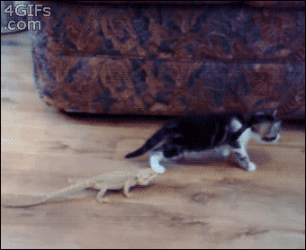 A lizard walks up from behind a cat and scares the cat. The lizard then giggles hehehe
