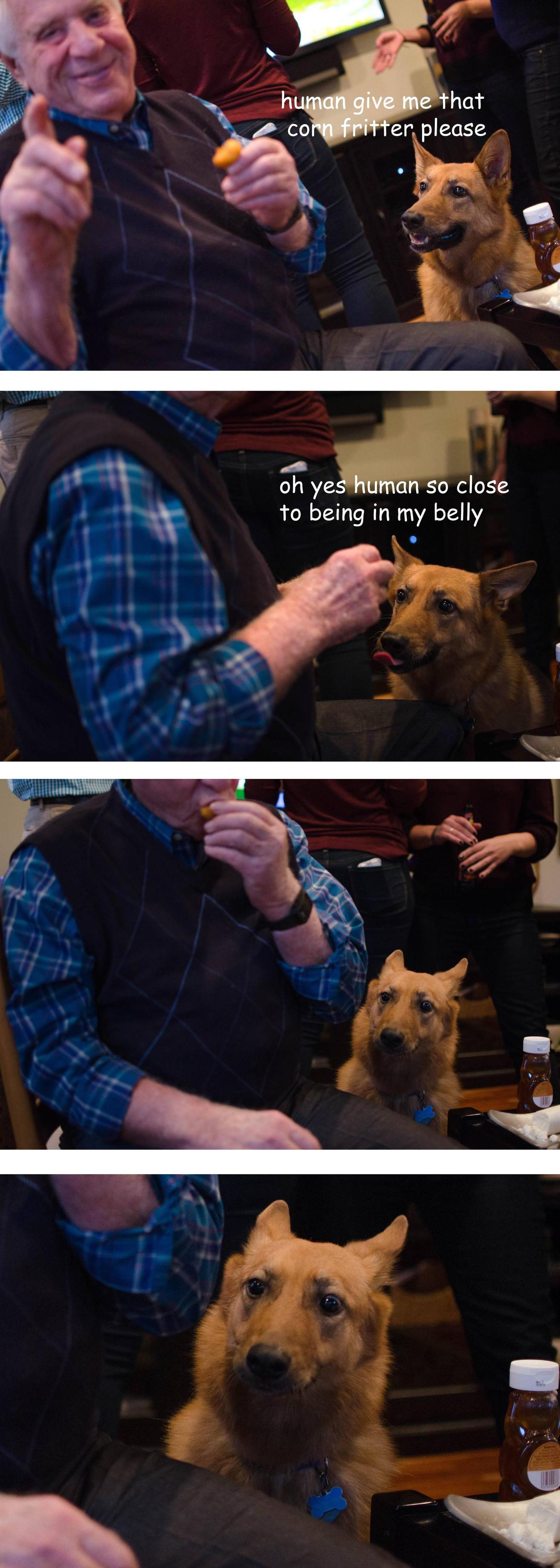 A dog stares intently at a corn fritter and can almost taste it when the old man suddenly eats it. The dog stares in disbelief.