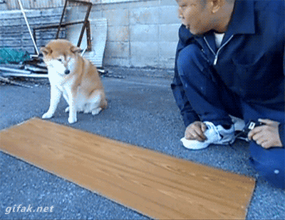 A doge helps a Japanese man with his measurement by holding down his tape measure.