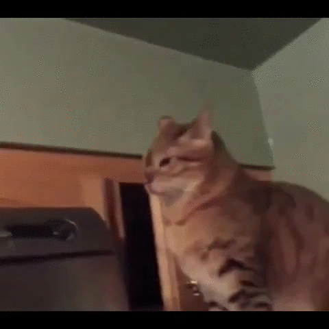 A cat in a cupboard slowly extends its paw and then slaps a cat that's sitting there doing nothing.