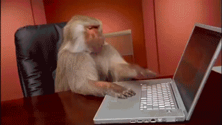 Baboon taps a laptop keyboard and grabs his head out of stress.