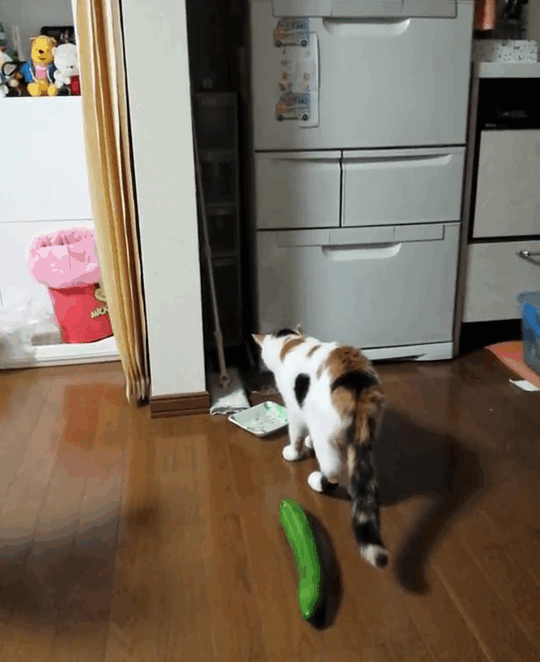 Cat looks behind it to find a cucumber on the ground and jumps up in fear.