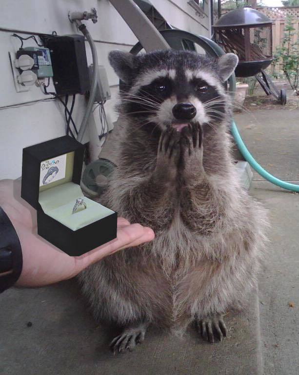 Raccoon covers his mouth with his two hands as a human presents a wedding ring.