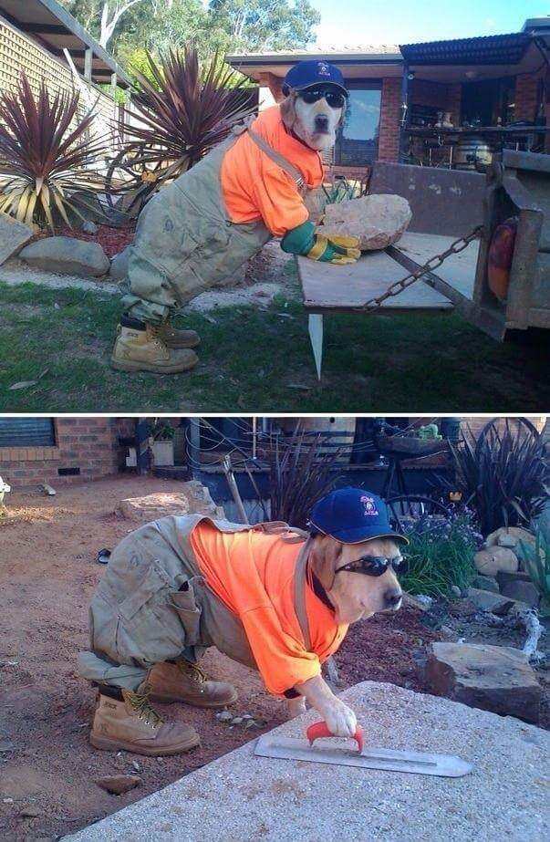 Dog dressed up with a hard hat and boots pretending to do construction work